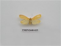 藏品(巨橙苔蛾)的圖片